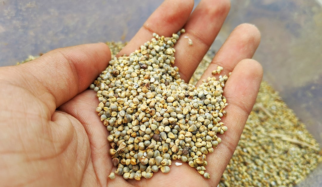 Millet Grains